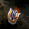 Nudibranch